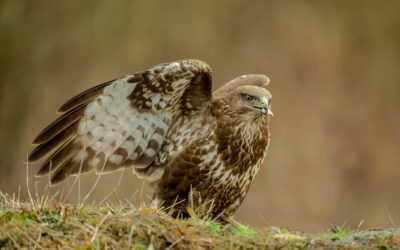 Formation à la prise de vue animalière : oiseaux, mammifères, par Toni Lessa