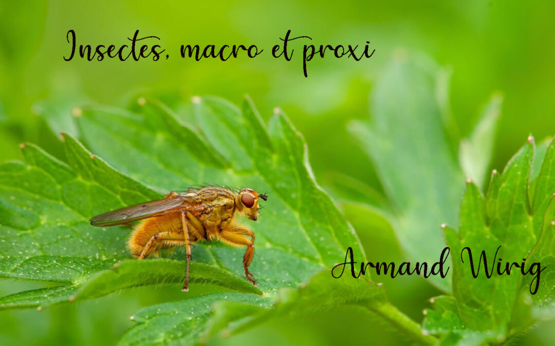 AW Insectes macro et proxi