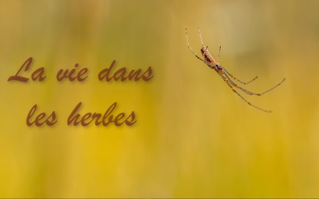 AW_la-vie-dans-les-herbes