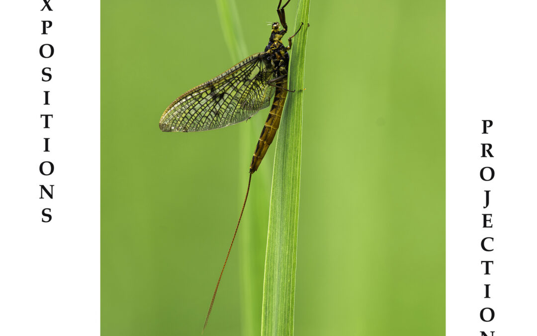 Affiche rencontres photos 2026 Web