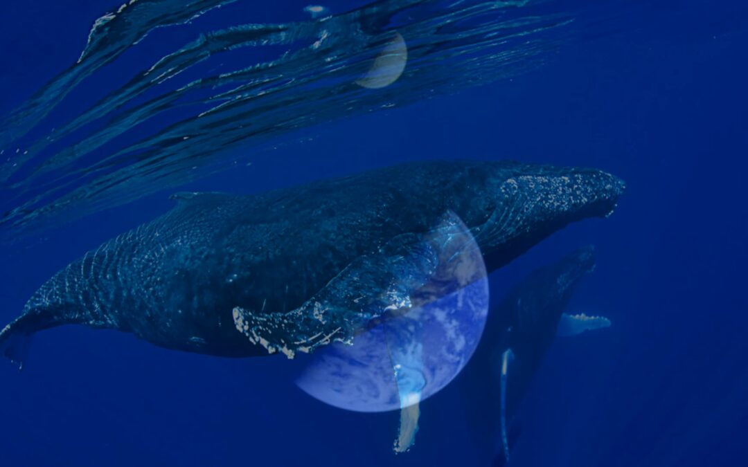 Nous les baleines